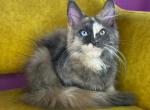 Beatrice - Maine Coon Cat For Sale - Hollywood&comma; FL&comma; US