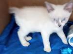 Bluept Snowshoe Half Price - Snowshoe Cat For Sale - Walterboro&comma; SC&comma; US