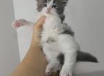 Male Blue Tabby With White - Maine Coon Cat For Sale - Union City&comma; MI&comma; US