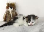Male Brown Tabby With White - Maine Coon Cat For Sale - Union City&comma; MI&comma; US