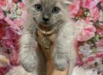 Chocolate Mink - Ragdoll Cat For Sale - Cookeville&comma; TN&comma; US