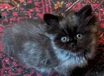 CFA Registered Male Black Smoke Kitten - Persian Cat For Sale - Perry&comma; FL&comma; US