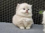 Ricci - Munchkin Cat For Sale - Pembroke Pines&comma; FL&comma; US