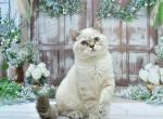 Drago2 - Scottish Straight Cat For Sale - Chicago&comma; IL&comma; US