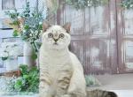 Darin2 - Scottish Straight Cat For Sale - Chicago&comma; IL&comma; US