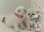 Reserved ALFIE SCOTTISH FOLD - Scottish Fold Cat For Sale - Sunnyvale&comma; CA&comma; US
