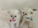 ALICE SCOTTISH FOLD - Scottish Fold Cat For Sale - Baton Rouge&comma; LA&comma; US