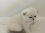 ALFIE SCOTTISH FOLD - Scottish Fold Cat For Sale - Baton Rouge&comma; LA&comma; US