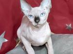 Oskar - Sphynx Cat For Sale - Pembroke Pines&comma; FL&comma; US