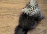Adorable Persian CFA Registered Female Kitten - Persian Cat For Sale - Perry&comma; FL&comma; US