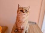 Cinnamon - Scottish Straight Cat For Sale - Levittown&comma; PA&comma; US