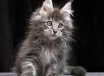 Incognito - Maine Coon Cat For Sale - Grayslake&comma; IL&comma; US