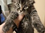 Female Polydactl Black and Silver Maine Coon - Maine Coon Cat For Sale - Cumming&comma; GA&comma; US