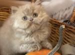 Teddy - British Shorthair Cat For Sale - Glendale&comma; CA&comma; US