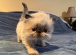 KITTEN 1  Seal Point Boy - Himalayan Cat For Sale - Germantown&comma; MD&comma; US