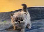 Kitten 2 Seal Lynx GIRL - Himalayan Cat For Sale - Germantown&comma; MD&comma; US
