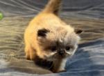 Kitten 4 Seal Point GIRL - Himalayan Cat For Sale - Germantown&comma; MD&comma; US