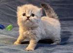 Kitten 5 Blue Lynx Point BOY - Himalayan Cat For Sale - Germantown&comma; MD&comma; US