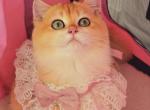 jessica - British Shorthair Cat For Sale - Irvine&comma; CA&comma; US