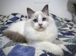 Robin - Ragdoll Cat For Sale - Tuscaloosa&comma; AL&comma; US