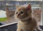 Tony - British Shorthair Cat For Sale - Jacksonville&comma; FL&comma; US