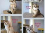 Scottish fold and straight kittens - Scottish Fold Cat For Sale - Shakopee&comma; MN&comma; US