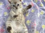 Snow Lynx Bengal - Bengal Cat For Sale - GA, US