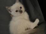 ON HOLD Brooklyn Kats ravishing ragdolls - Ragdoll Cat For Sale - Lancaster&comma; PA&comma; US