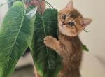 Louis - Scottish Straight Cat For Sale - Levittown&comma; PA&comma; US