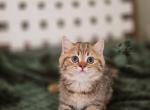 Fendi - Scottish Straight Cat For Sale - Levittown&comma; PA&comma; US