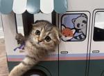 Scottish fold male - Scottish Fold Cat For Sale - Shakopee&comma; MN&comma; US