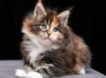 Lilia - Maine Coon Cat For Sale - Hollywood&comma; FL&comma; US