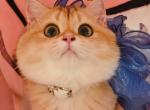 irina - British Shorthair Cat For Sale - Irvine&comma; CA&comma; US