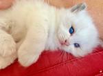 Evan - Ragdoll Cat For Sale - MN&comma; US
