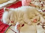 Elizabeth SOLD - Ragdoll Cat For Sale - MN&comma; US