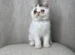 Romino - Exotic Cat For Sale - Roseville&comma; CA&comma; US