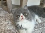 Blue cheese - Exotic Cat For Sale - Roseville&comma; CA&comma; US