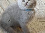 Wilson - British Shorthair Cat For Sale - Brooklyn&comma; NY&comma; US