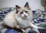 Alexander - Ragdoll Cat For Sale - Tuscaloosa&comma; AL&comma; US