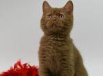 Angel - British Shorthair Cat For Sale - Grayslake&comma; IL&comma; US