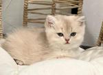 Molly - British Shorthair Cat For Sale - Englewood&comma; CO&comma; US