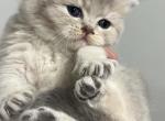 Lyra - British Shorthair Cat For Sale - Englewood&comma; CO&comma; US