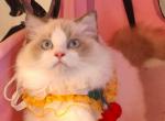 diana - Ragdoll Cat For Sale - Irvine&comma; CA&comma; US