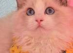 lilydale - Ragdoll Cat For Sale - Irvine&comma; CA&comma; US