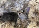American bobtail - American Bobtail Cat For Sale - Agawam&comma; MA&comma; US