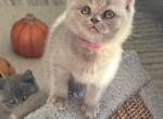 Stella - British Shorthair Cat For Sale - Brooklyn&comma; NY&comma; US