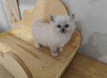 Mitted Kitten Girl - Ragdoll Cat For Sale - Westborough&comma; MA&comma; US