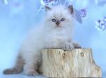 Pooh Bear - Siberian Cat For Sale - Miami&comma; FL&comma; US