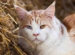 Odd eyes Eli - Maine Coon Cat For Sale - Brooklyn&comma; NY&comma; US