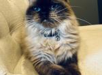 Libby - Ragdoll Cat For Sale/Retired Breeding - Saint Clair&comma; MI&comma; US
